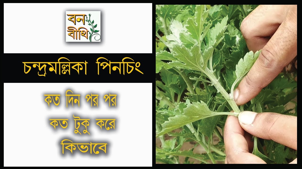 Chandramallika Pinching step by step / Chrysanthemum Pinching / How to pinch Chandramallika