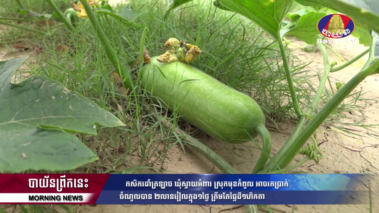 អ្នកដាំត្រឡាច ឃុំស្វាយអំពារ ស្រុកមុខកំពូល អាចករកប្រាក់បាន២លានរៀលក្នុង១ថ្ងៃ ត្រឹមតែផ្ទៃដី១ហិកតា