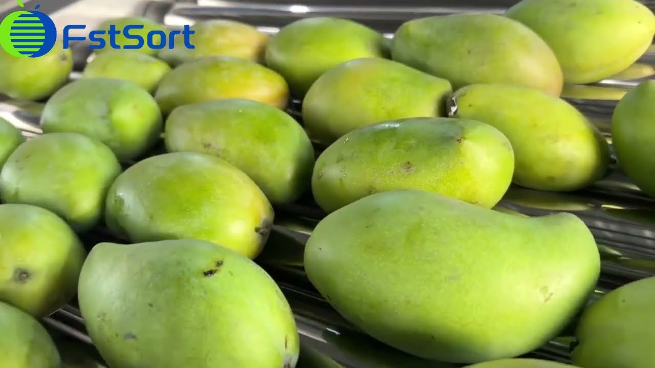 Mango fruit cleaning sorting and packing machine,fruit processing line, mango grading equipment