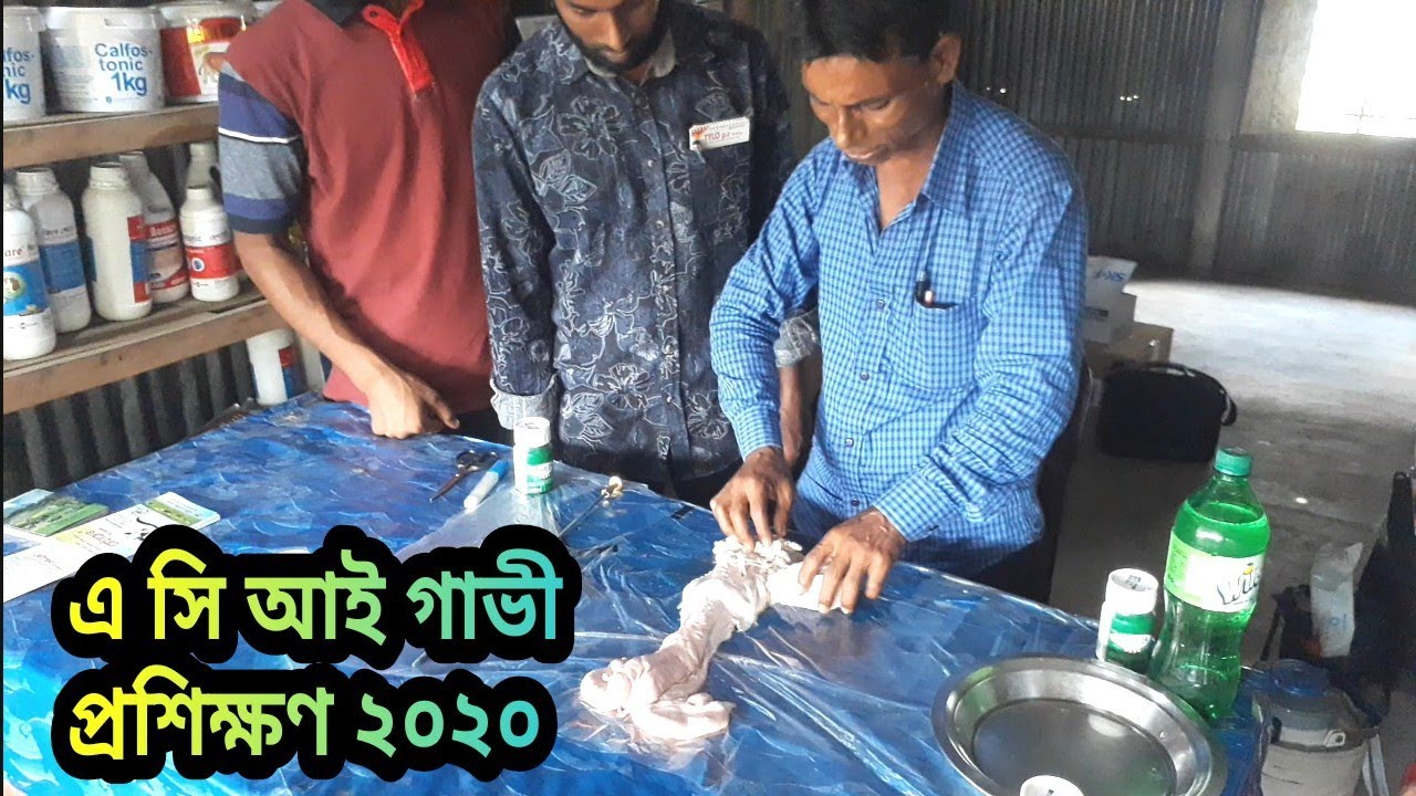 এ,সি,আই গাভী প্রশিক্ষণ দেওয়া হয় ? কীভাবে কৃত্রিম  প্রশিক্ষণ কড়া হয়? | ডাঃ মোঃ আব্বাস আলি।