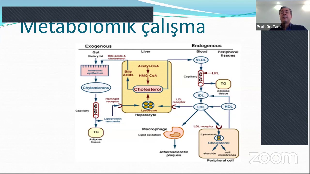 Prof. Dr. Tamer Karşıdağ (Acıbadem &Uuml;niversitesi) K&uuml;&ccedil;&uuml;k Metabolomiklerin B&uuml;y&uuml;k Verileri