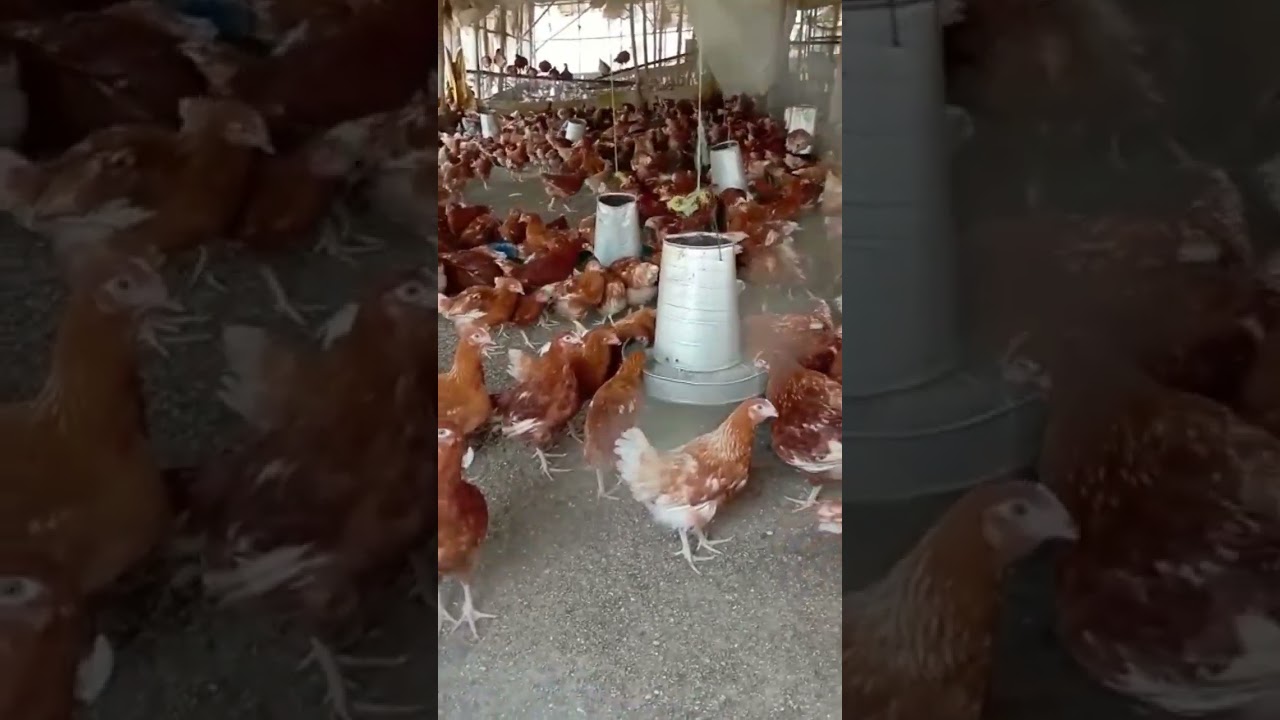 10,000 layers | 14 weeks point of Lay chickens #layers #chicken #chickens #investorbiggifarms #short