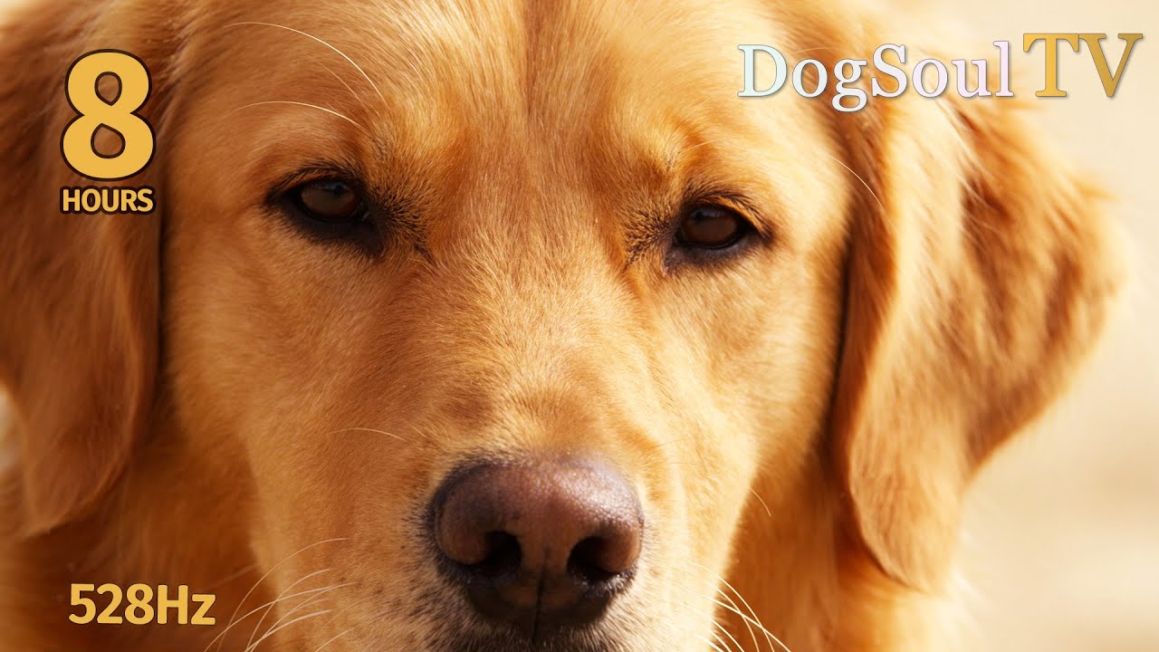 GOLDEN RETRIEVER MUSIC | 8 Hours Calming Soul for Relaxation 🐕✨