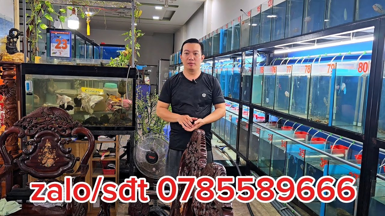 31/1 lên lô cá la hán Kamfa F2 giá cực mềm cho a e trải nghiệm