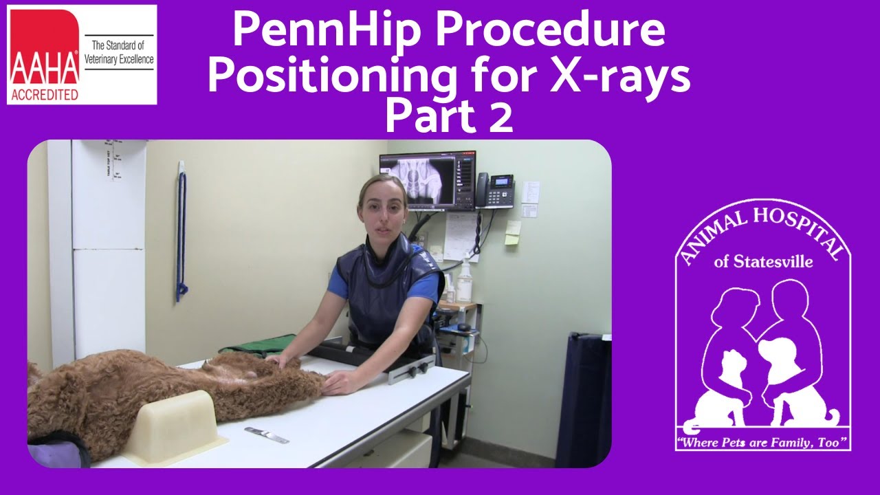 PennHip Procedure Part 2 - Positioning for X rays