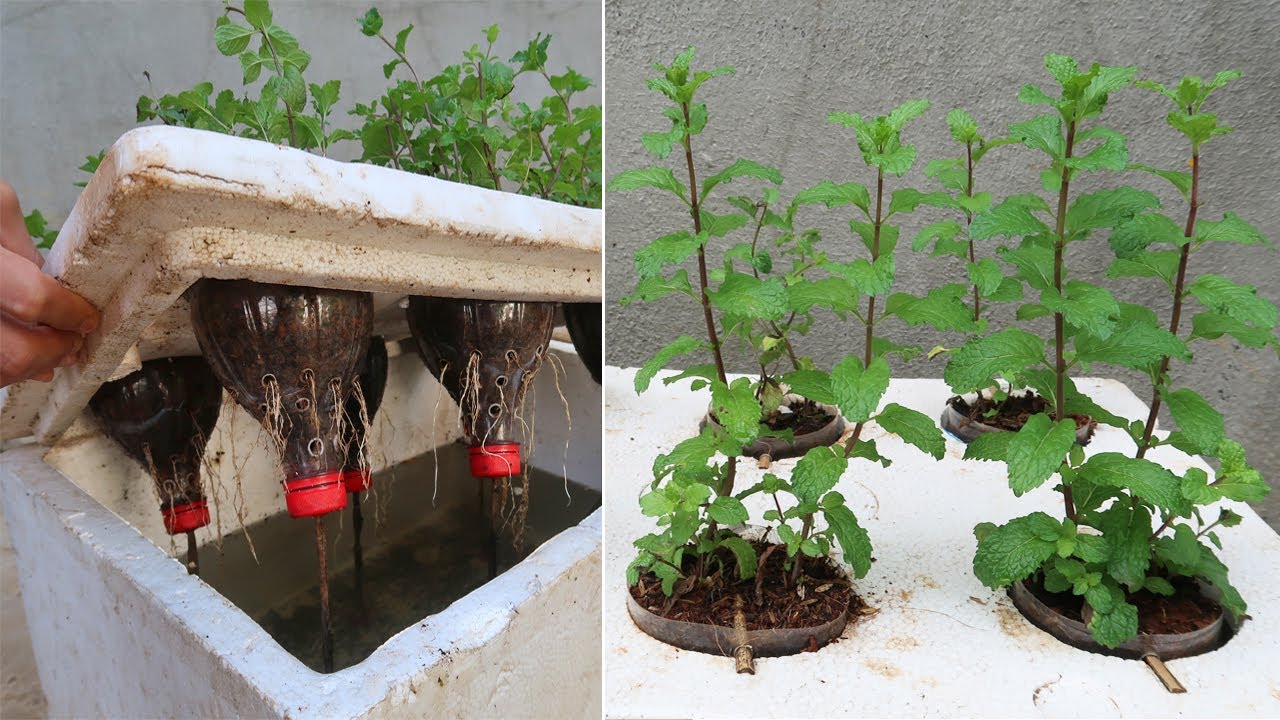 Выращивание мяты в пластиковых бутылках с водой, просто и бюджетно