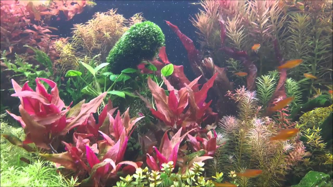 Colorful Forest  * * *  Dutch style freshwater planted tank 900 l    progression over 3 months