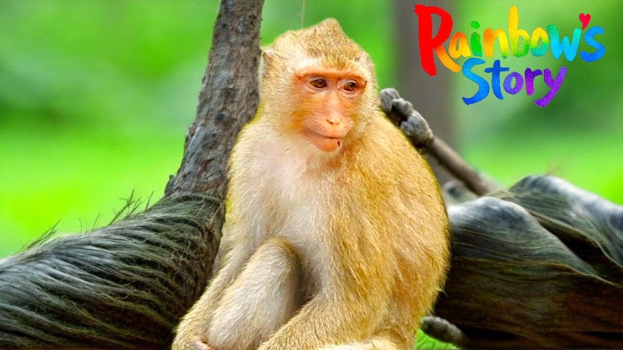 Emotional Rainbow&rsquo;s Change of Heart &mdash; Leaving Old Vinny for a New Youthful Bond!