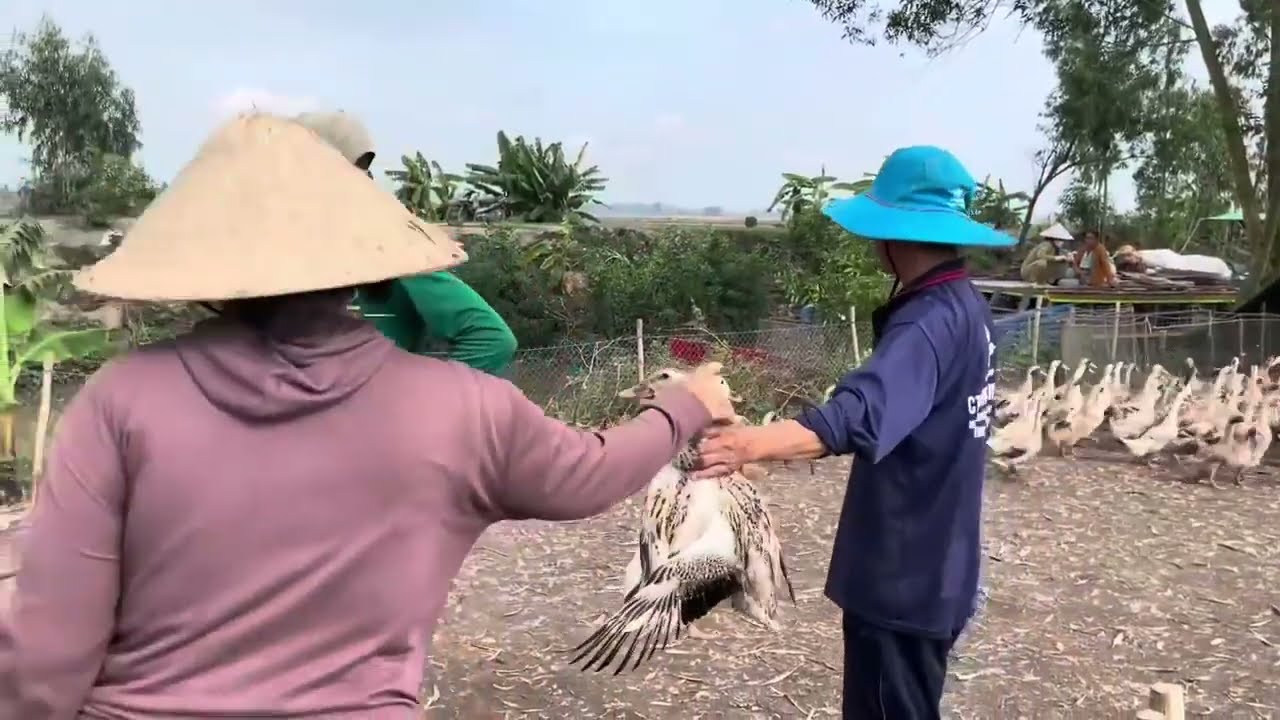 Full Video: Getting Rich Is Not Difficult–Make Money Raising Ducks with a Truck Running on the Field
