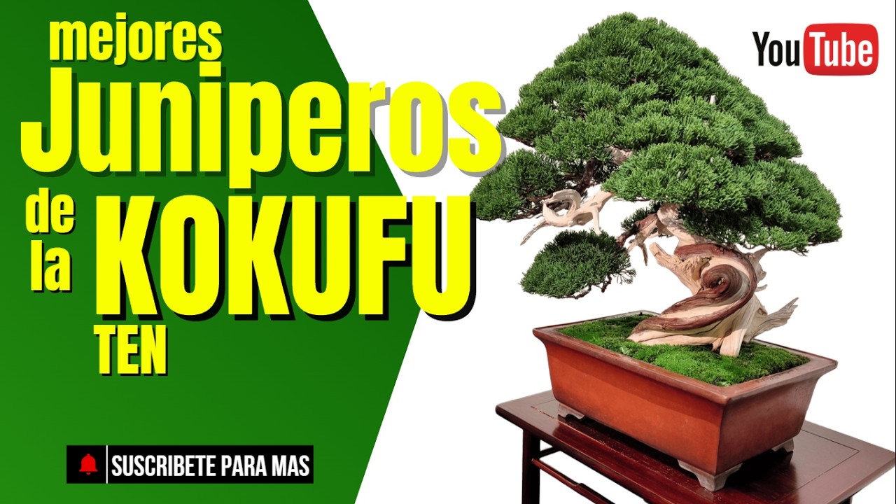 Los mejores juniperos bonsai de la Kokufu #bonsai #kokufuten #shimpaku