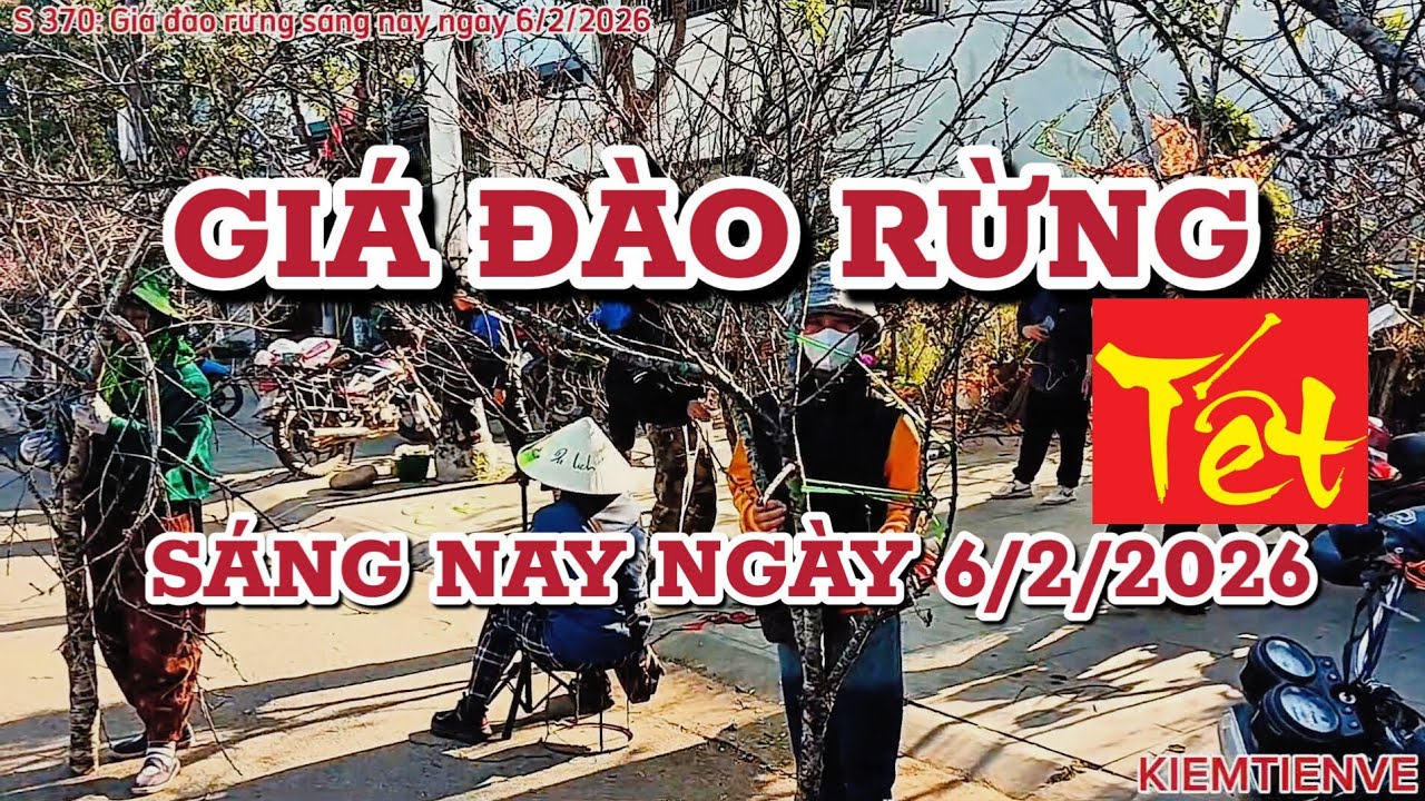 GIÁ ĐÀO RỪNG SÁNG NAY 6/2/2026