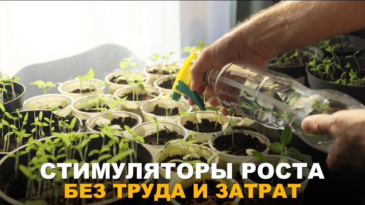 ДОМАШНИЕ СТИМУЛЯТОРЫ РОСТА: БЫСТРО, ПРОСТО И БЮДЖЕТНО. Приготовление стимуляторов роста дома.