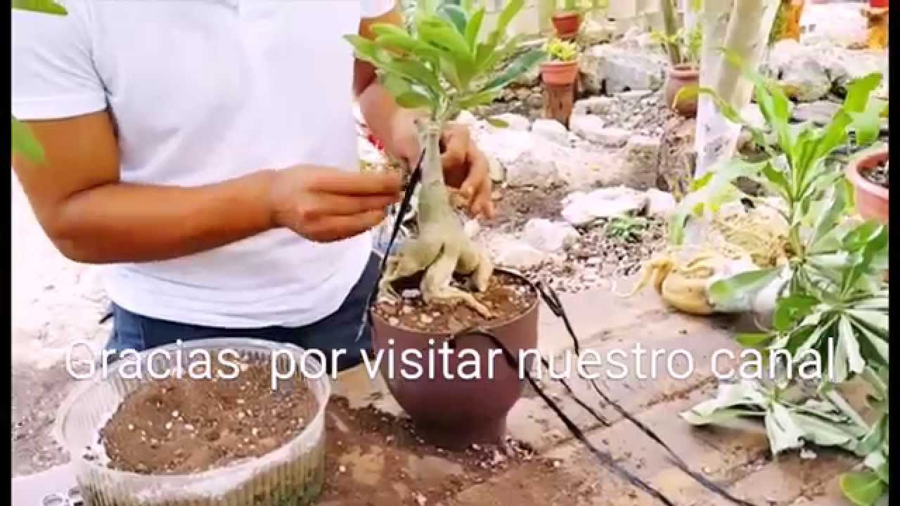 Poda de Raices de Adenium