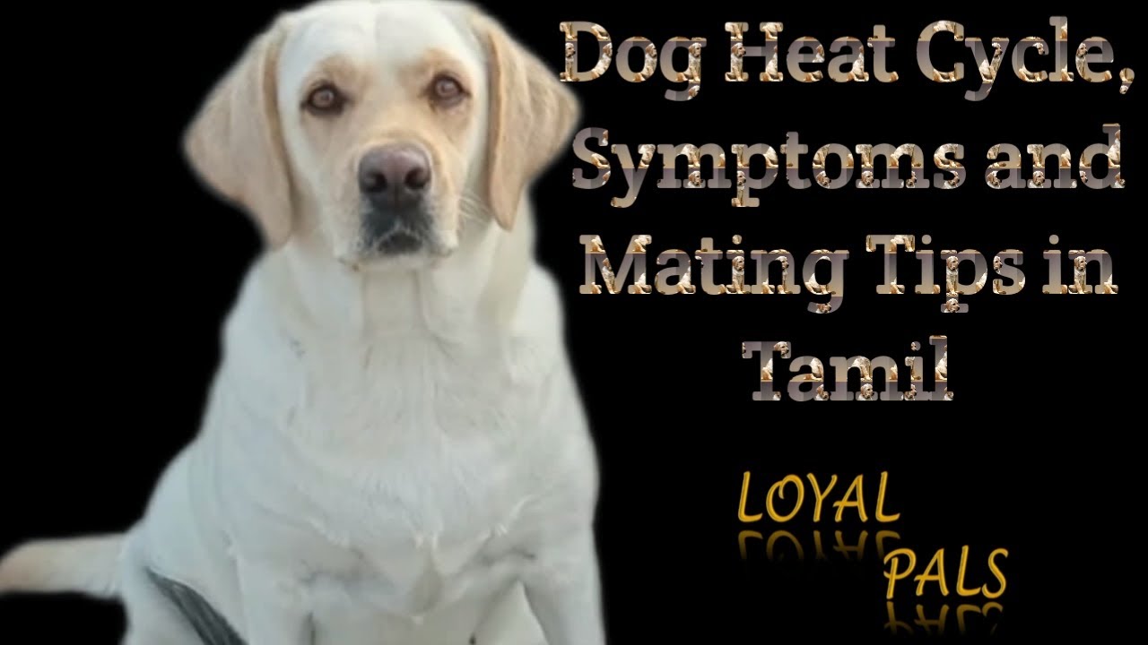 Dog Heat Cycle | Heat Symptoms | Mating Time | How to maintain Dog in Heat Time | Tamil | Loyal Pals