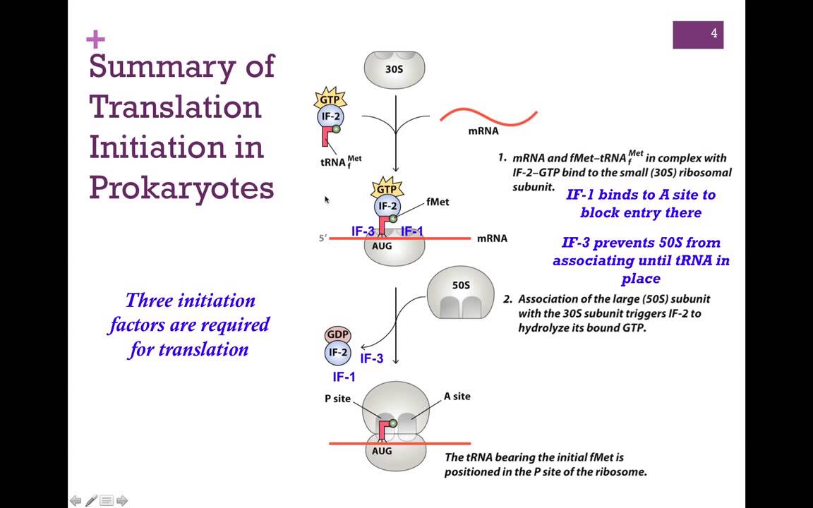 187-Translation Initiation
