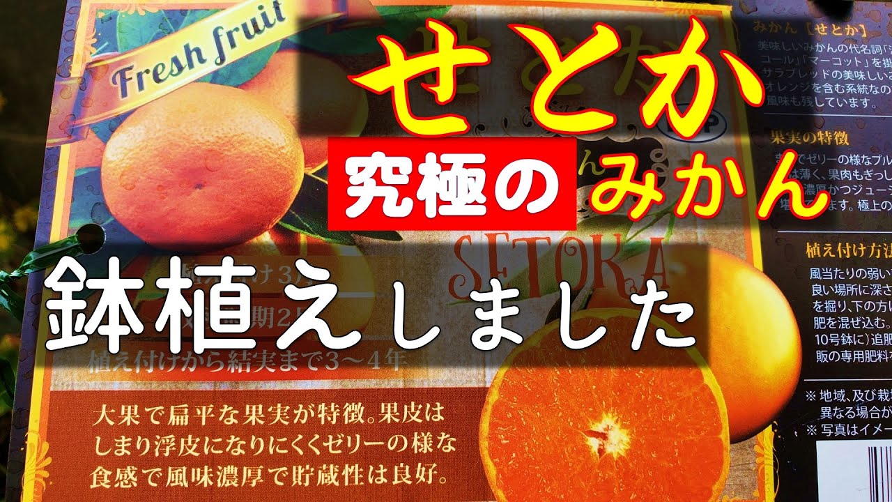 果樹栽培：みかん「せとか」の鉢植え・・・せとかを植付けしました