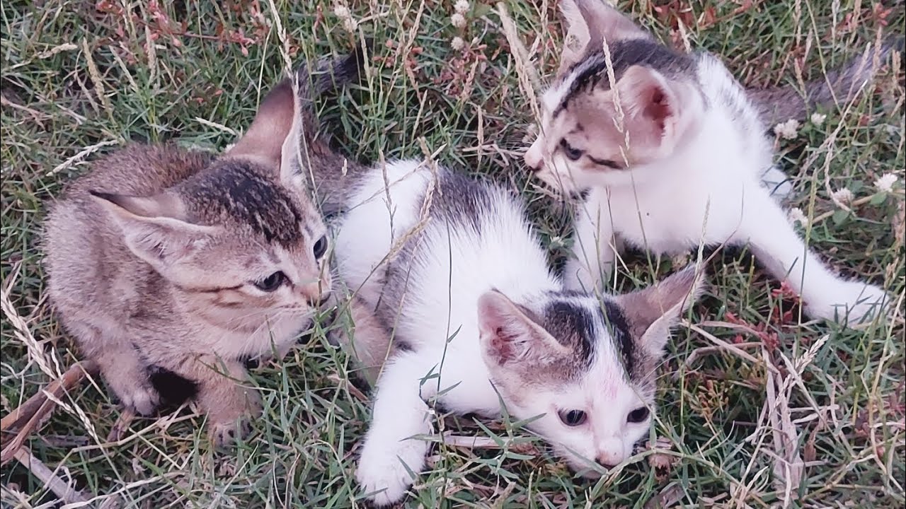 Best kittens and mothercat funnyplaying together || cutebaby kittens meowing ll kittens sound |#cat