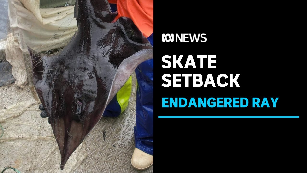 Endangered Maugean skate die in captive breeding program | ABC News