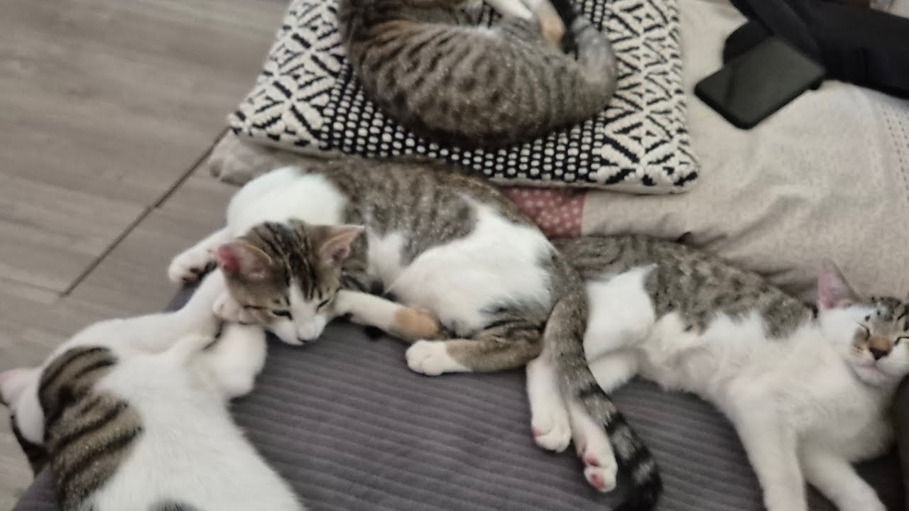 Queen Lafi  giving birth live now #cutecats #queen #birthday #fypシ #subscribe 