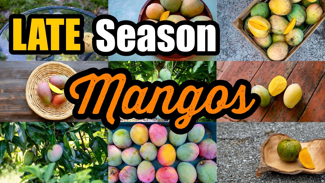 Late Season Mangos with Har & Chris