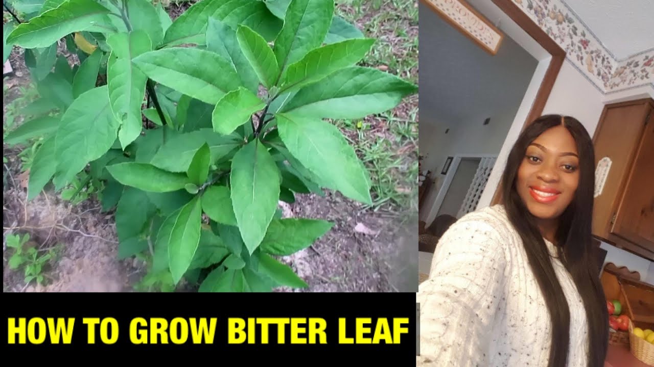 VILLAGE BITTER LEAF// NO FERTILIZER// HOW TO GROW BITTER LEAF PLANT