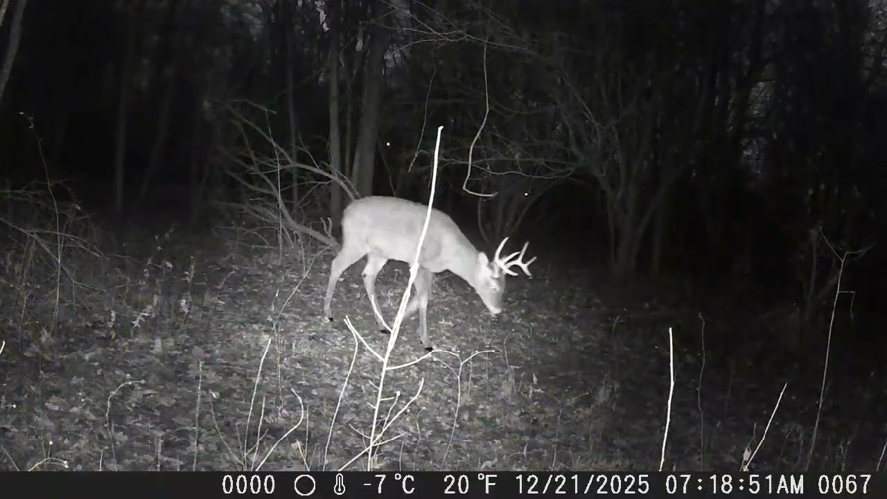 CITWC Nature Park Trail Cam Video  #190 Winter Deer