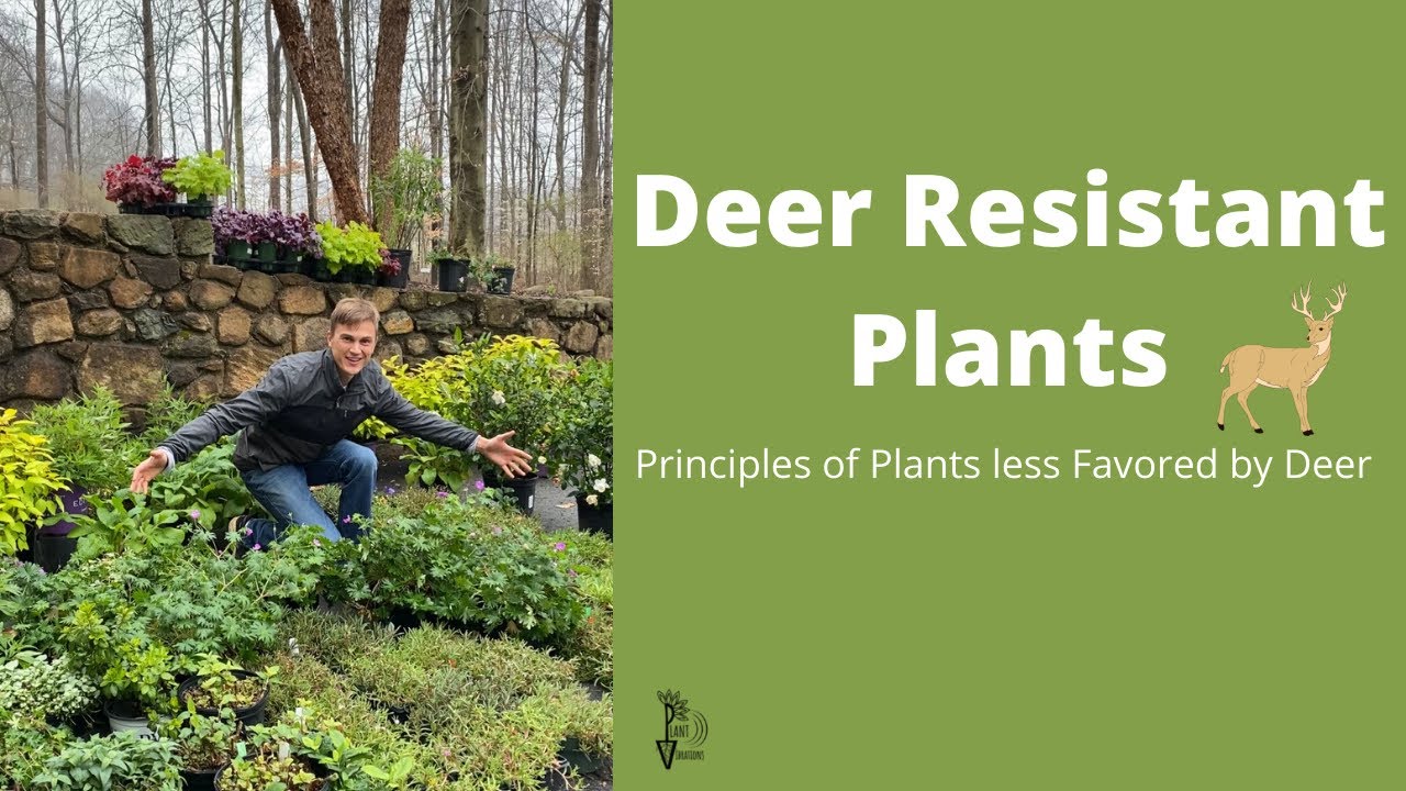 DEER RESISTANT PLANTS - Traits of Plants Less Favored by Deer