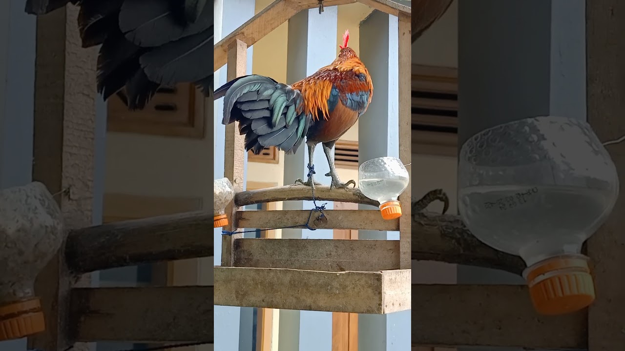 a red junglefowl gallus gallus Bankiva crows in a flying cage #redjunglefowl #junglefowl
