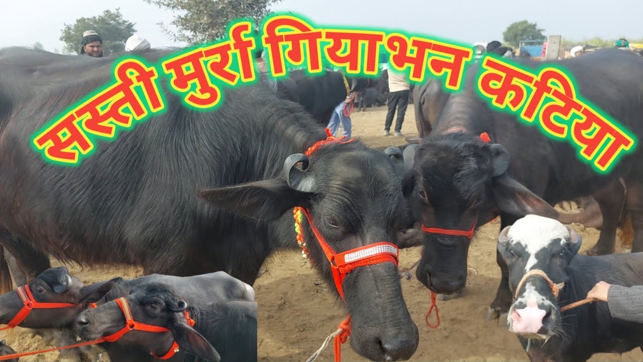 Madhiyai Pashu Mandi | Murrah Katiya | Sale Murra Heifer | Murra Katri Farm | Haryana bhens Peth
