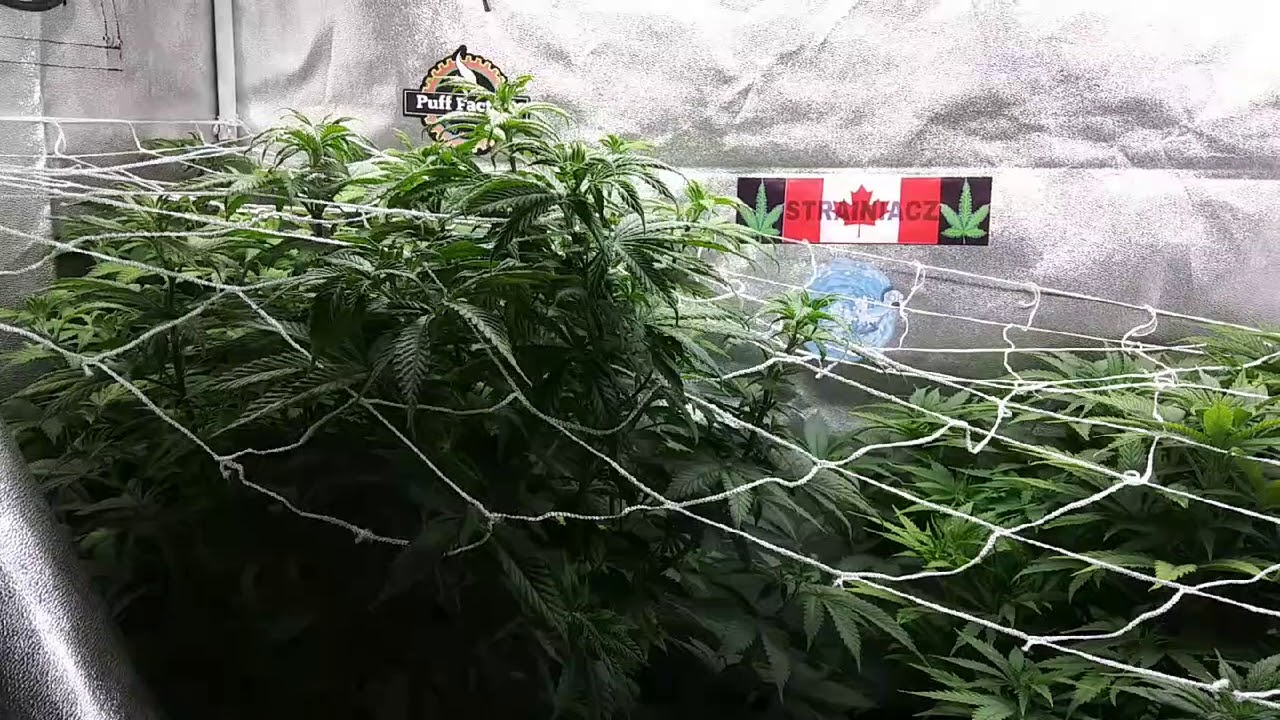 Defoliating and top dressing cannabis for flowering (PART 1)