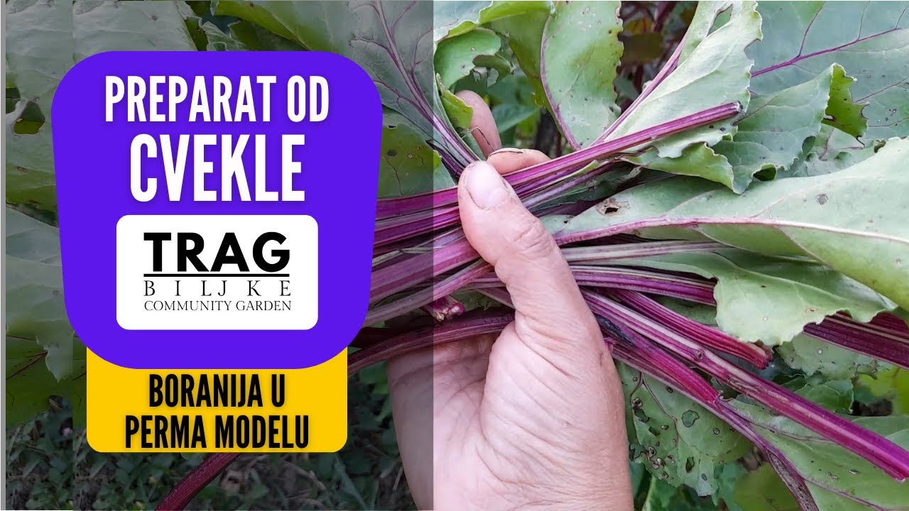 PREPARAT OD CVEKLE - BORANIJA U PERMA MODELU (2022) [TRAG BILJKE]