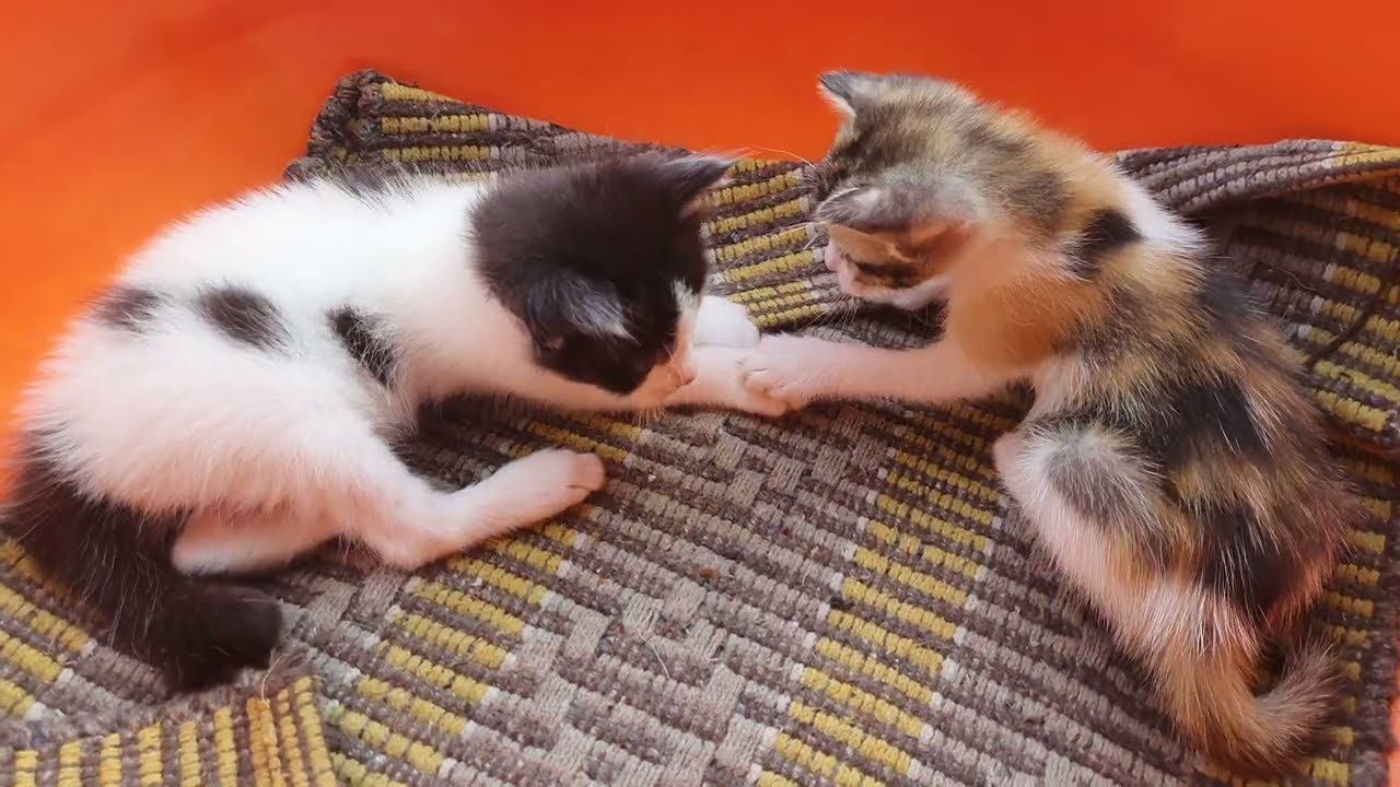 Lovely Fights Beautiful Kittens Cat Lovers Bagemedia1