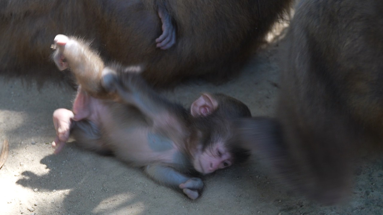Вопреки всему: baby monkey который научил стаю любви #babymonkey #snowmonkey
