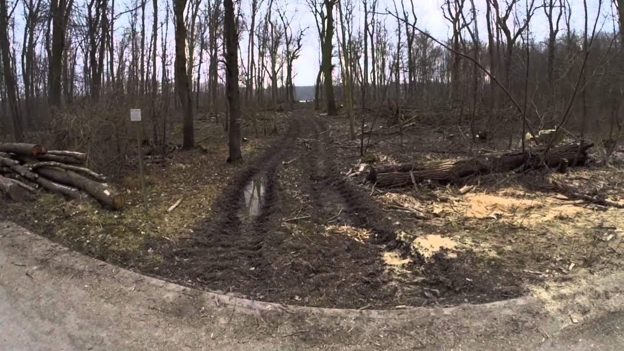 Auwaldzerstörung in Otterstadt (März 2015)