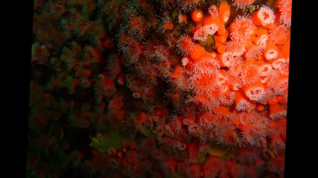 Campbell River, Quadra Island Dive at Row and be Damned