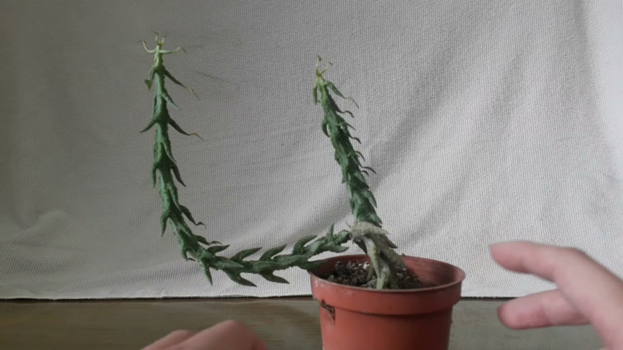 阿北多肉時間 怪物武臘泉花 Ceropegia simoneae