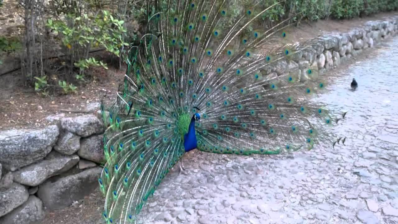 Sardegna - Il pavone in amore