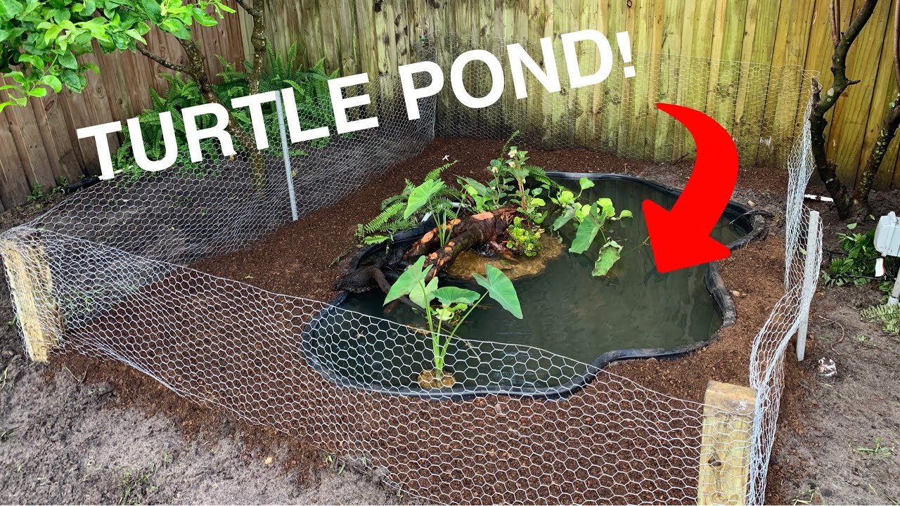 INSANE NEW TURTLE POND/ENCLOSURE
