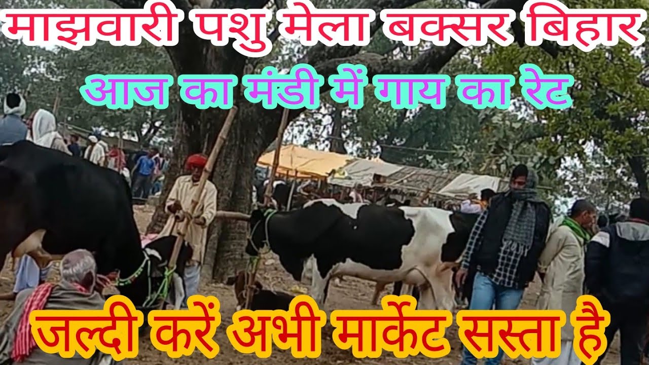 मझवारी पशु मंडी बक्सर बिहार।।majhwari mela ।। गाय~भैस की शानदार मंडी।।27/11/2020