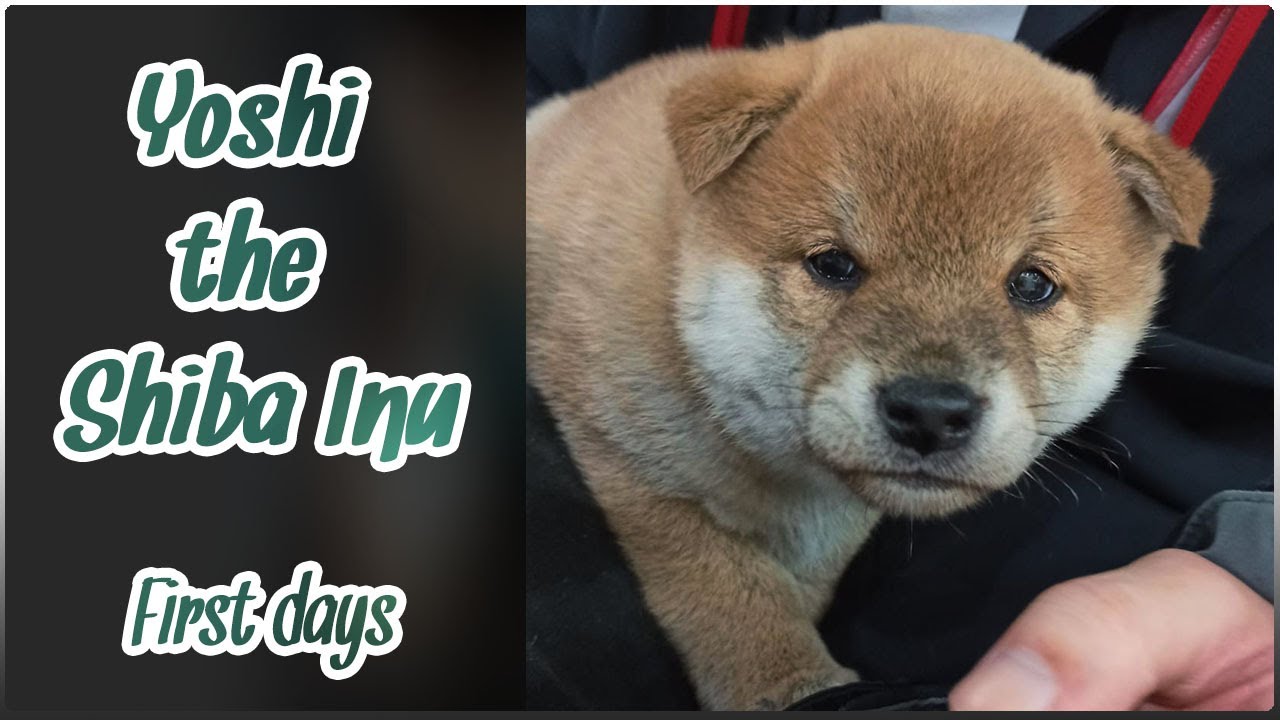 Yoshi the Shiba Inu Puppy - 8 Weeks - First Days in new home