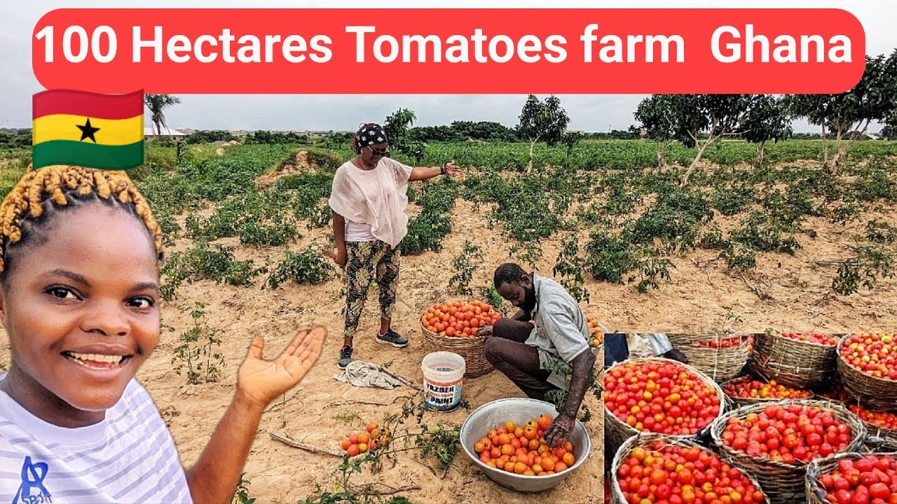 Millionaire Tomatoes farmer From UK to Ghana. She left London behind for a life changing move .