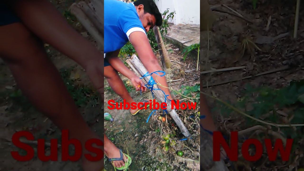 tomato ||#Prank  #Shorts #status