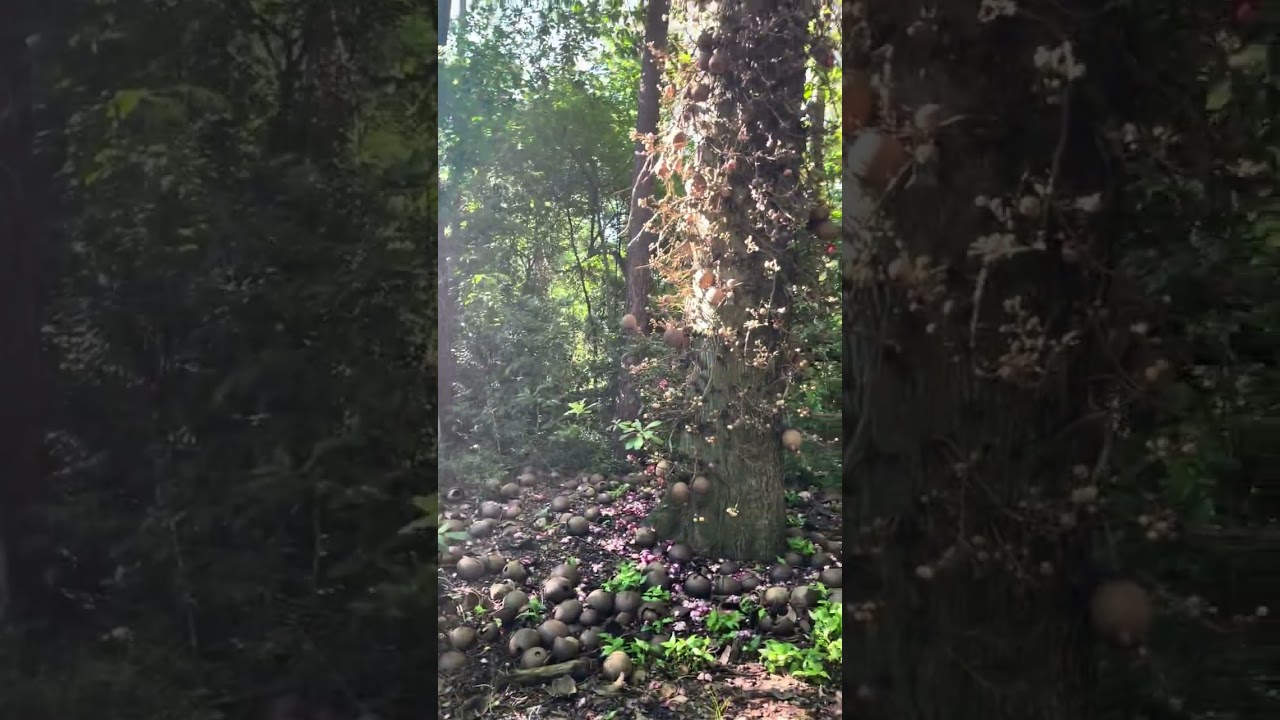 Parque/horto florestal de Seropédica