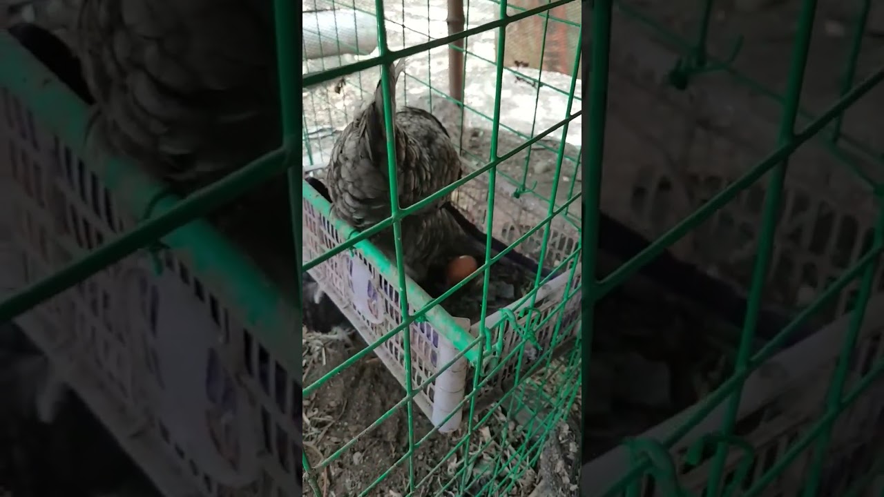 chicken lays egg | jersey giant hen