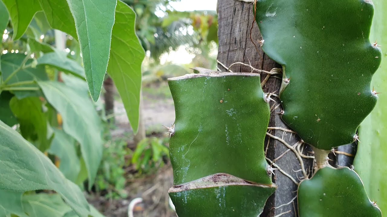 enxerto em pitaya pega em tempo recorde.