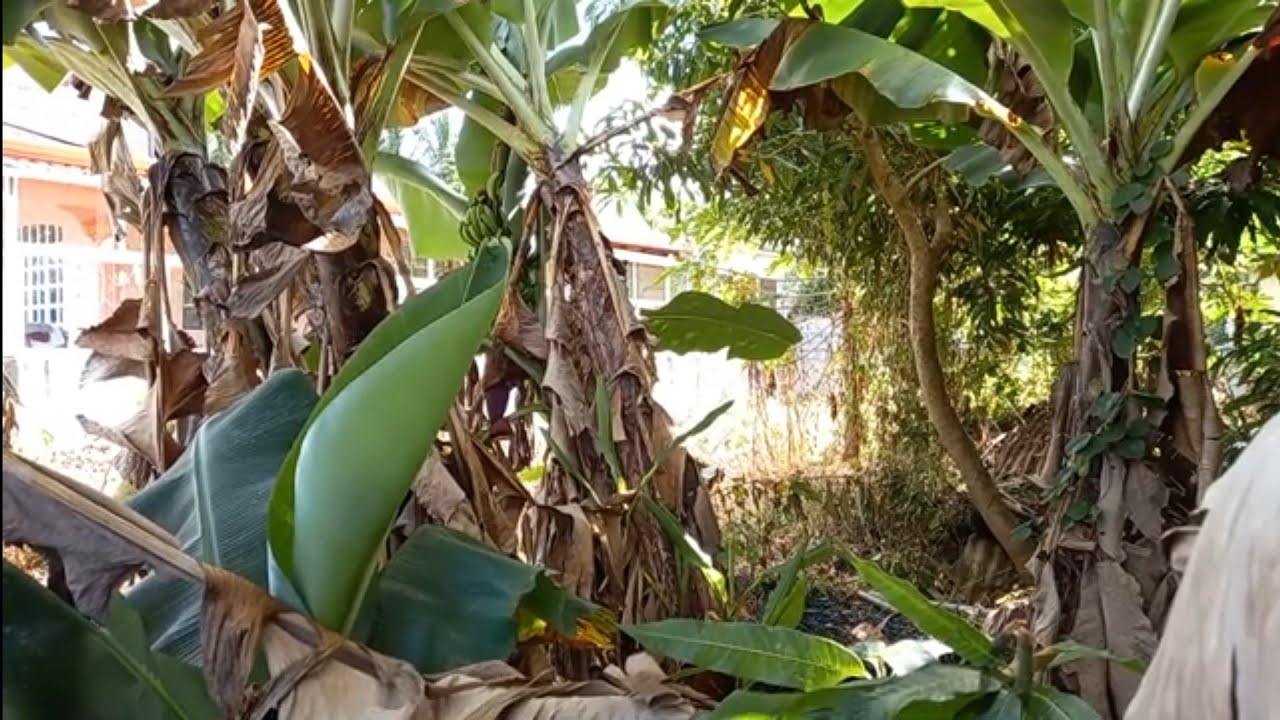 How to craft Banana leaves and make basket/doormat/and tissue holder etc