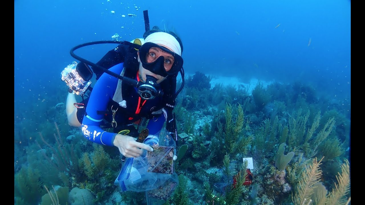 Meet Smithsonian MarineGEO Scientist Maggie Johnson