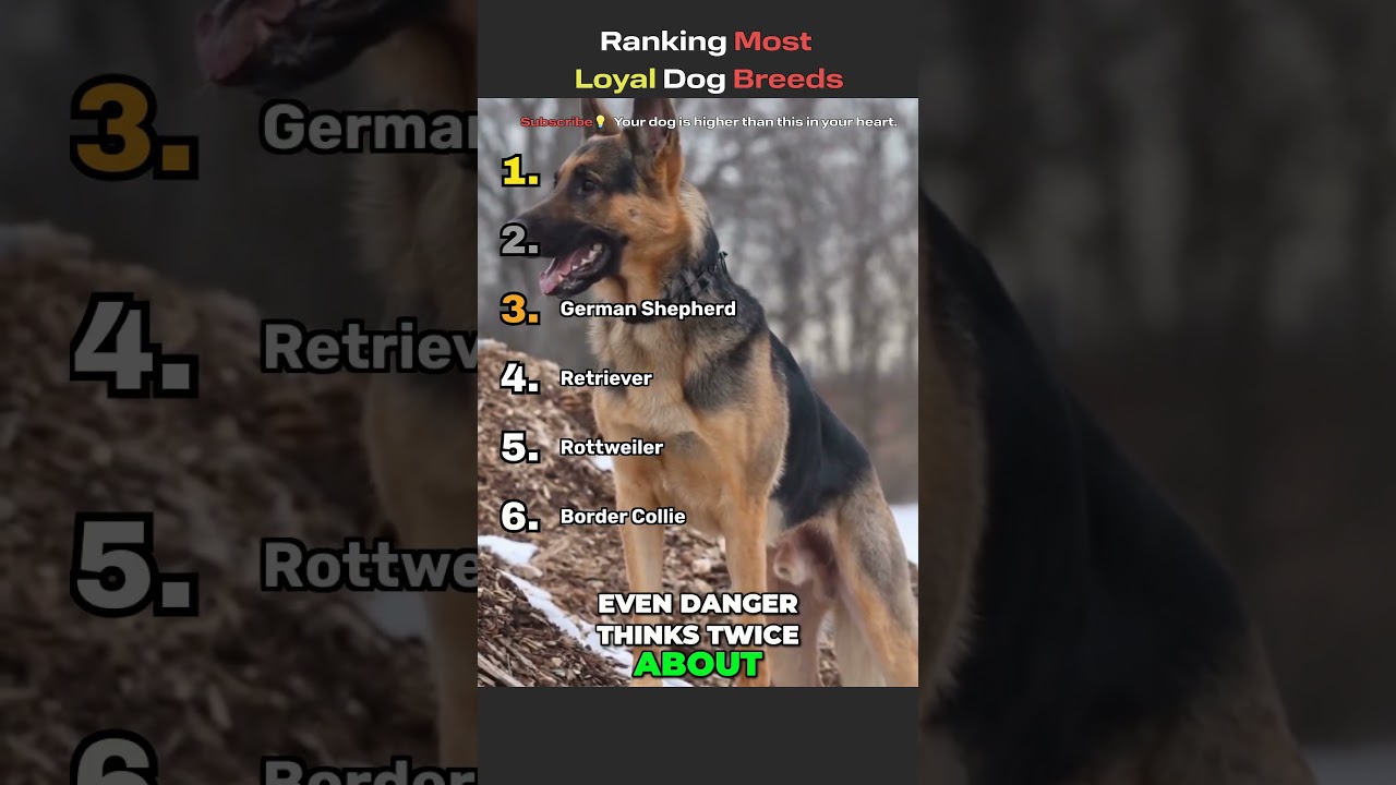Ranking Most Loyal Dog Breeds 