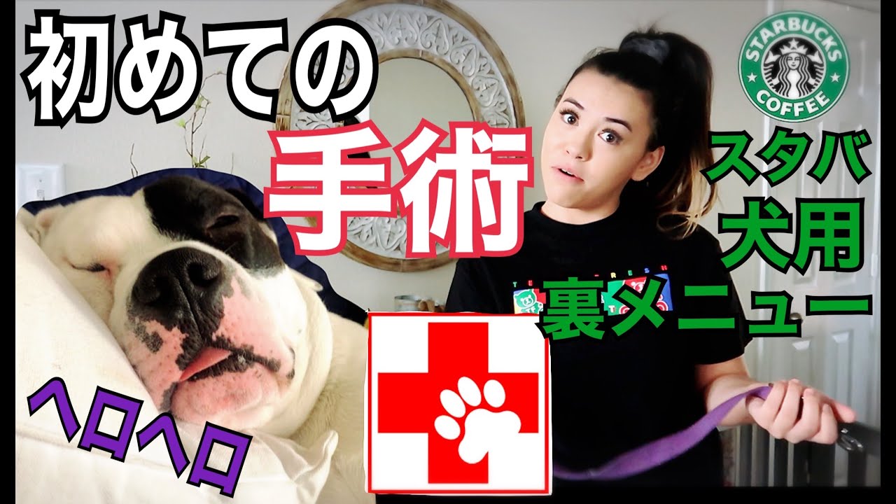 親バカ満載の一日(愛犬)•アメリカを感じるスタバ犬用裏メニュー★1st surgery day for Otis - Giant pupchino!!
