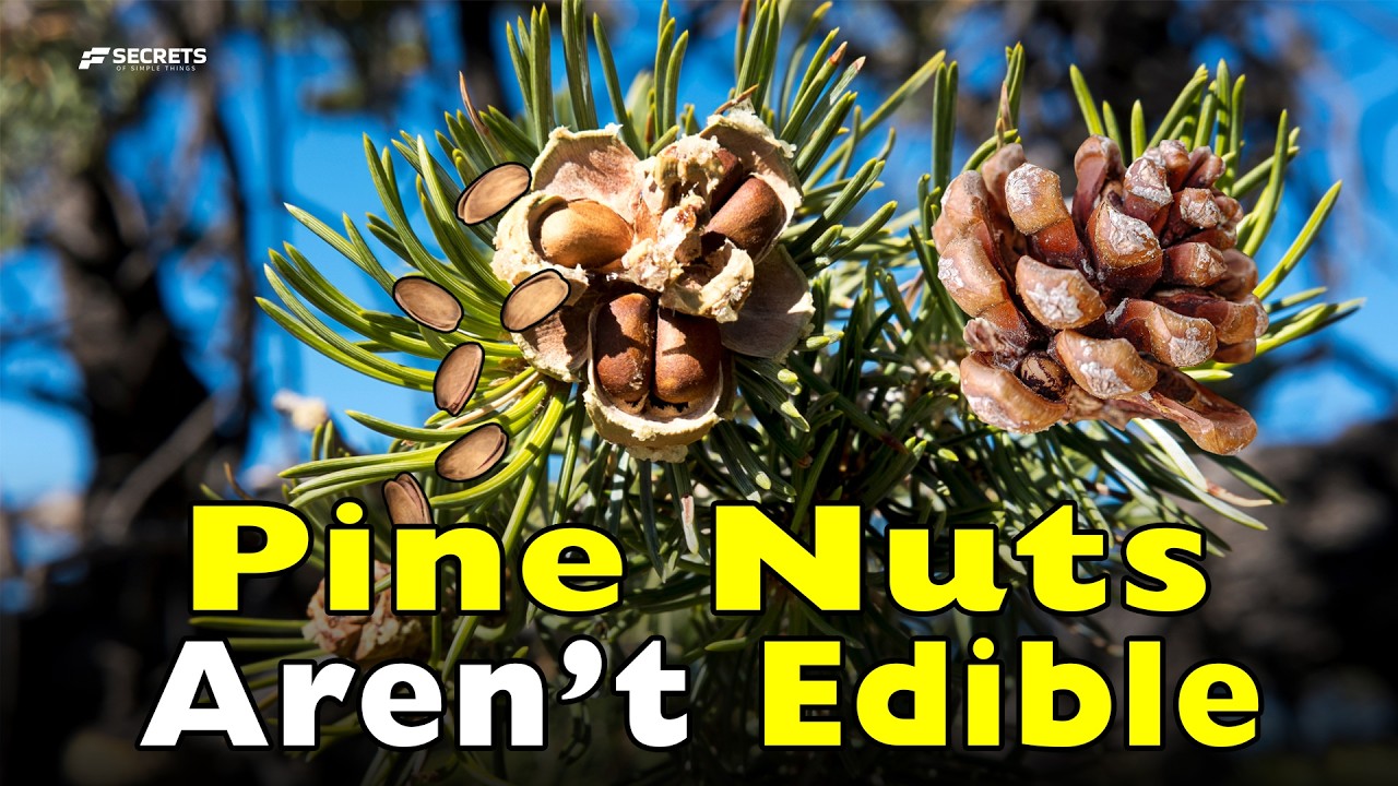 Pine Nuts: Why Are They So Expensive? (Are They Really Edible?)